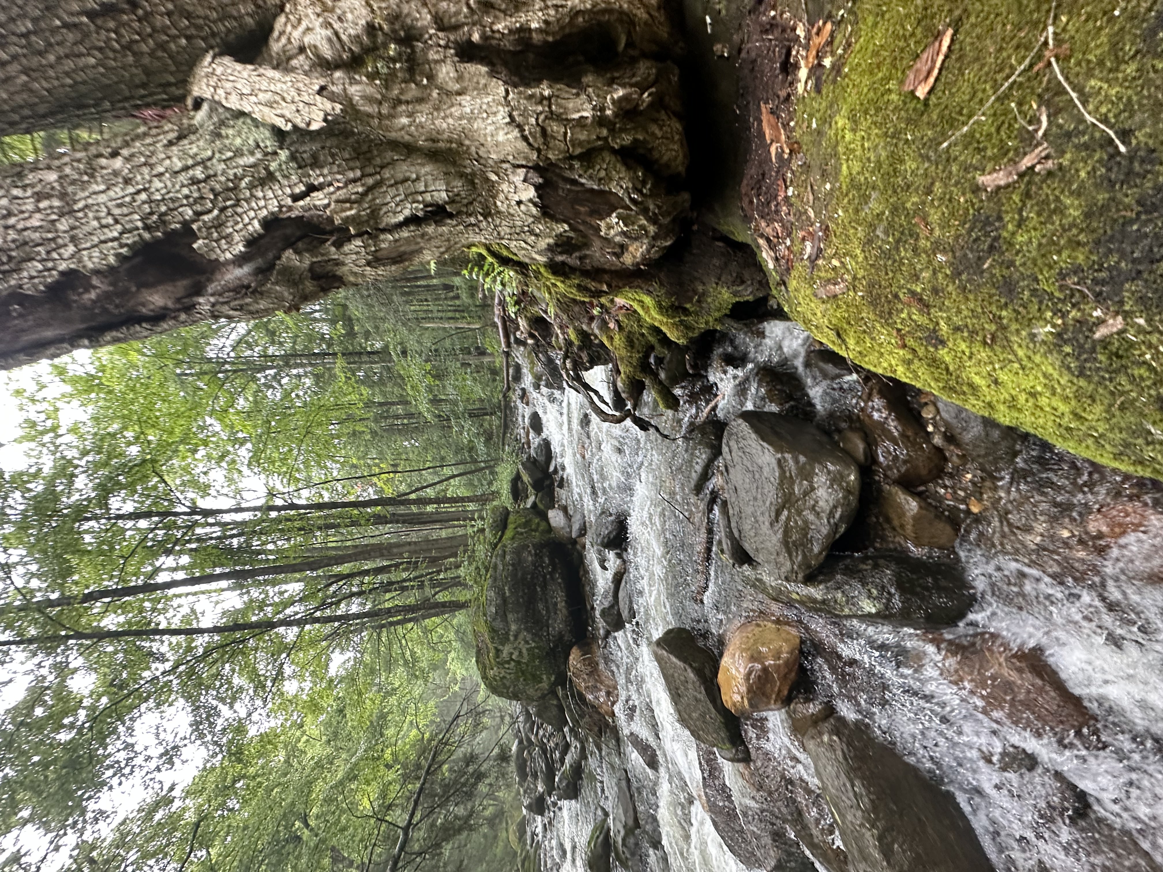 river runing over mossy rocks in a vermont forest