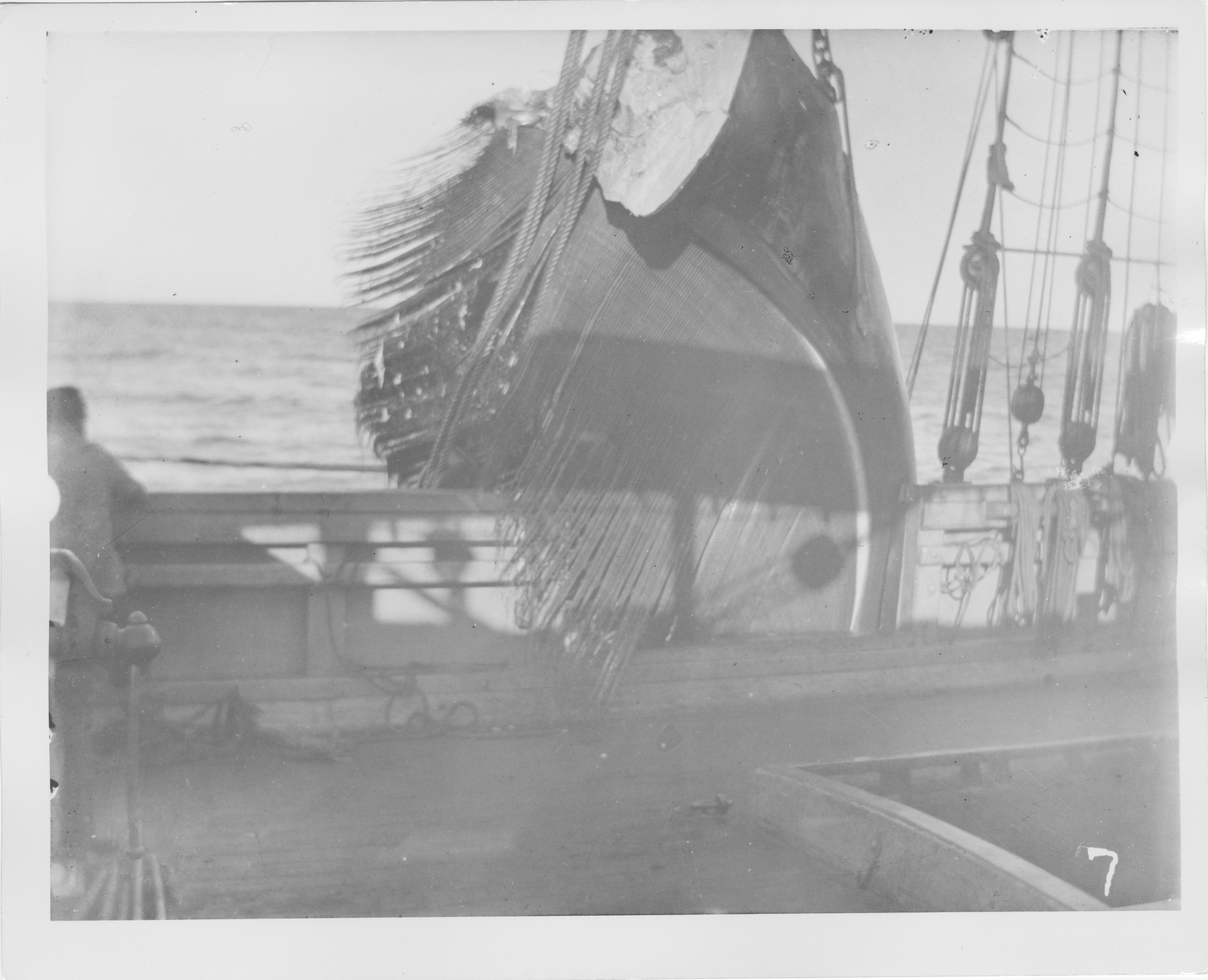 archival black and white image of whalers lifting baleen into a ship